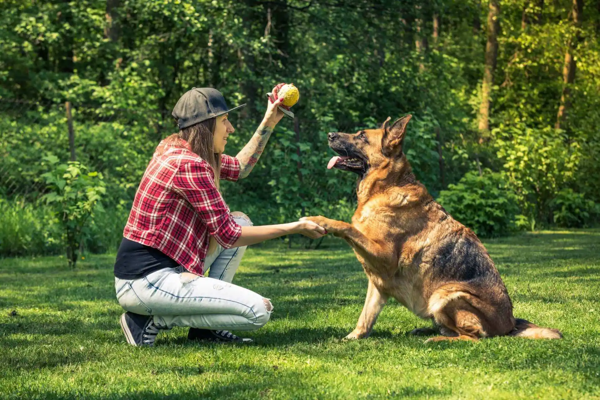 Dog Training and Behavior Consulting